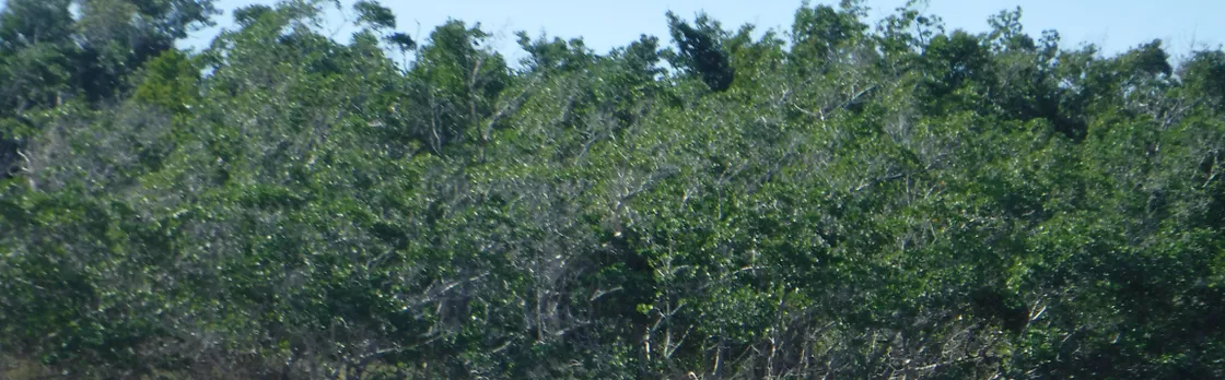 Everglades National Park wildlife and beach expedition