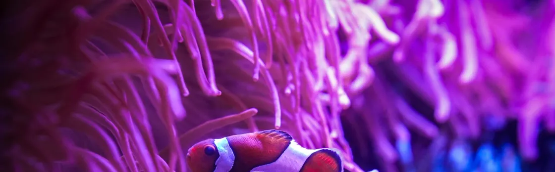 Tickets to ZooQuarium in Tampa