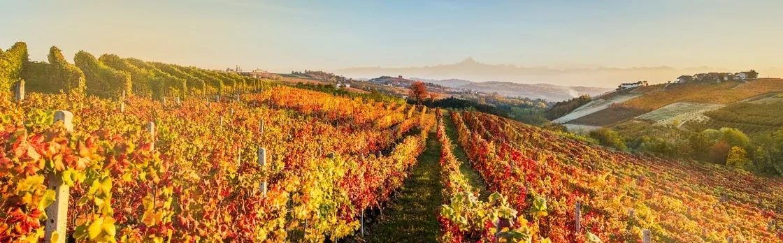Dynamic wine tasting at Cantina Moscone