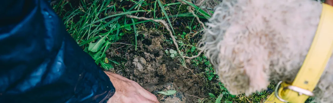 Burgundy truffle hunting demonstration and truffle tasting session