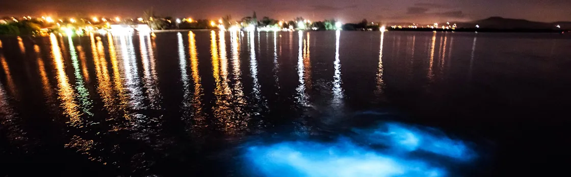 Evening Cruise on the Luminous Lagoon