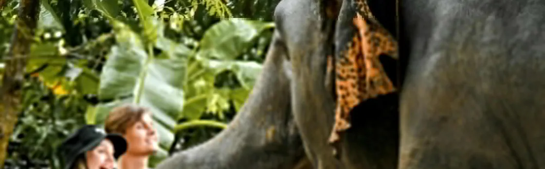 Half-day observation at Elephant Jungle Sanctuary from Phuket