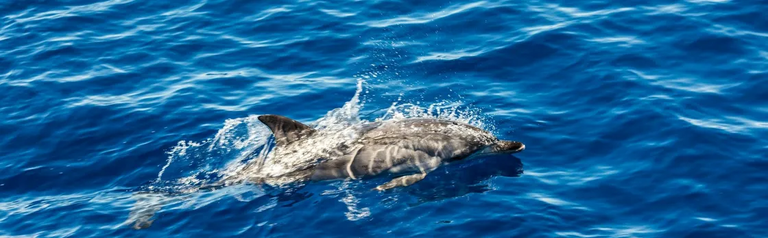 Dolphin watching boat tour in in Taranto