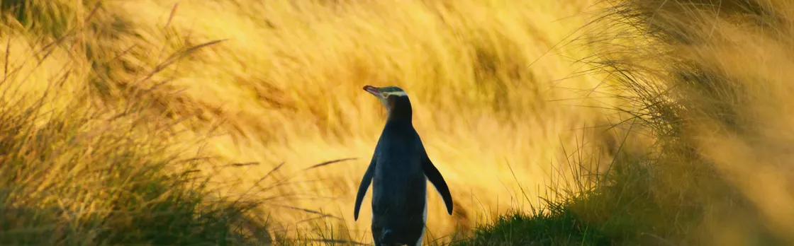Penguin Habitat and Rehabilitation Centre Guided Tour in Dunedin