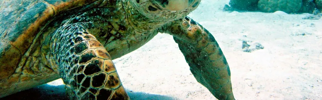 Snorkelling with turtles and cenote swim in Riviera Maya