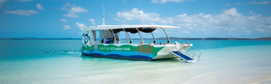 Turtle discovery ecotour