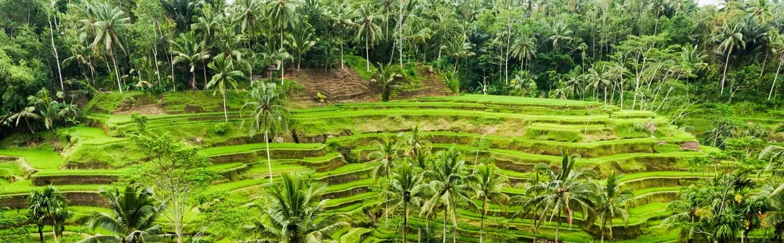 Surface of Ubud private full-day tour