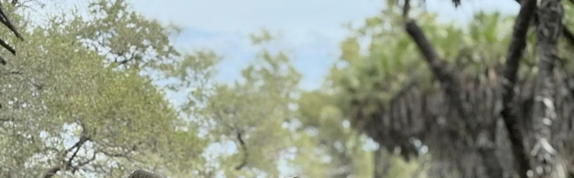 Nyerere National Park one-day safari with flights from Zanzibar