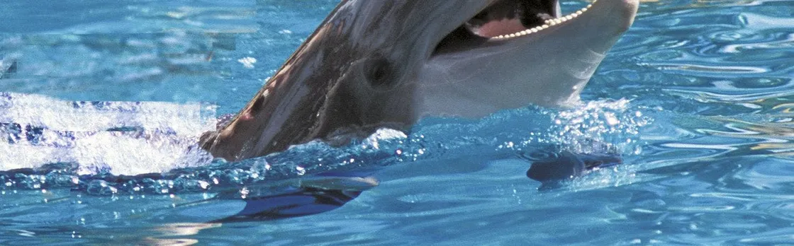 Exclusive Dolphin Cove Montego Bay tour
