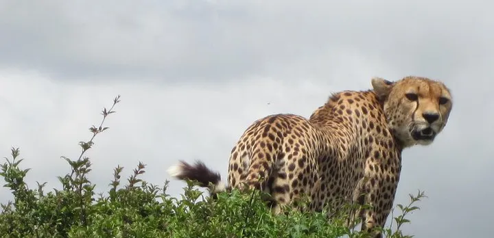 7 - Days Fascinating Tanzania Safari
