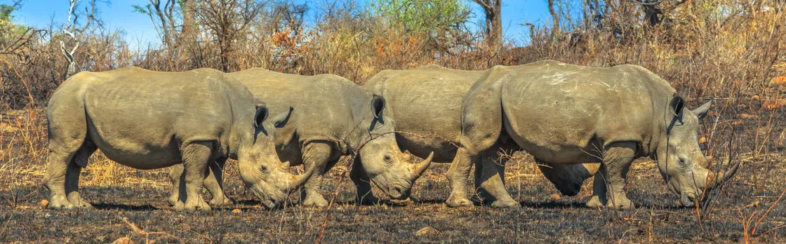 Hluhluwe-Imfolozi Park Tour from Durban