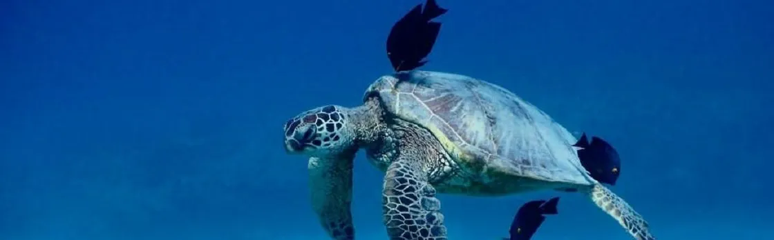 Catamaran tour and turtle snorkeling experience
