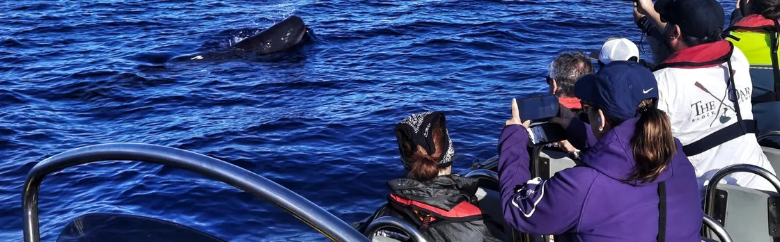 Whale watching in Terceira