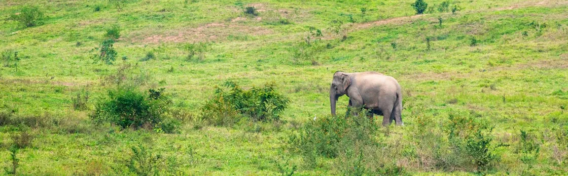 Thailand’s temples and trunks tour with Kui Buri elephant safari from Hua Hin