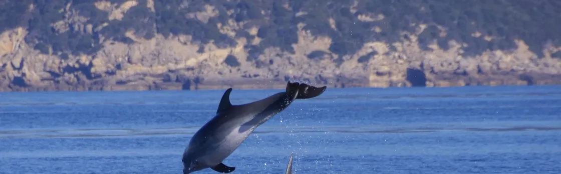 Sardinia Dolphin Watching Boat Cruise