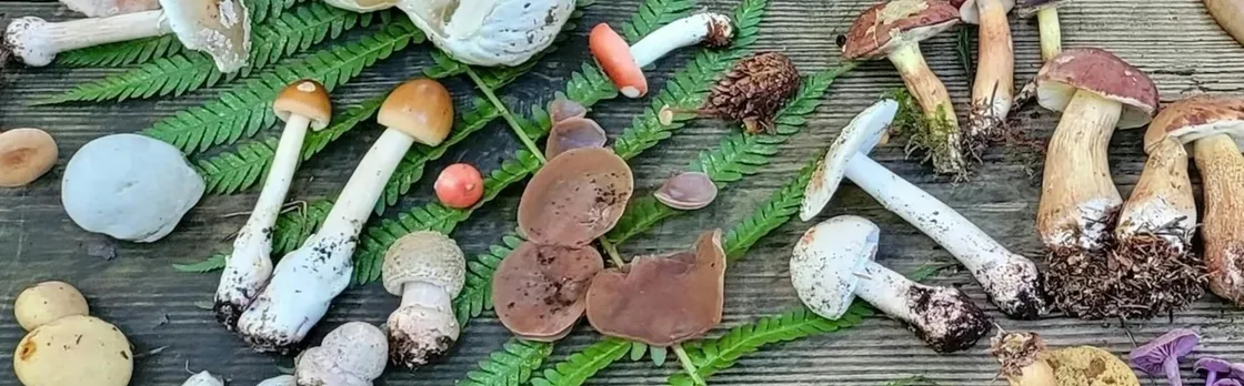 Guided mushroom foraging hike in Flensburg