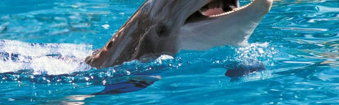 Exclusive Dolphin Cove Ocho Rios tour