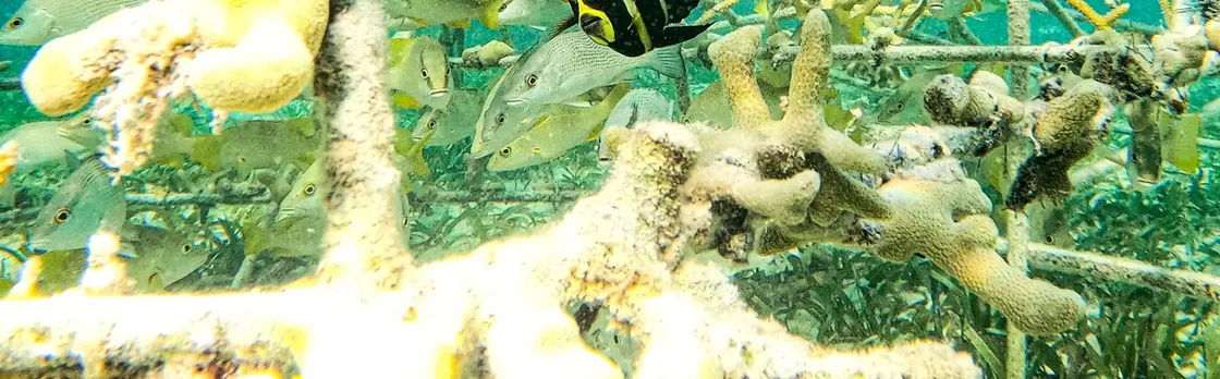 Family Snorkel Adventure on Sharky Catamaran