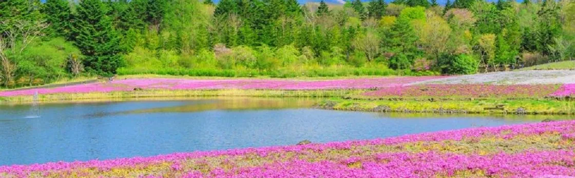 1-day tour to Mount Fuji, Oshino Hakkai with outlets or hot springs