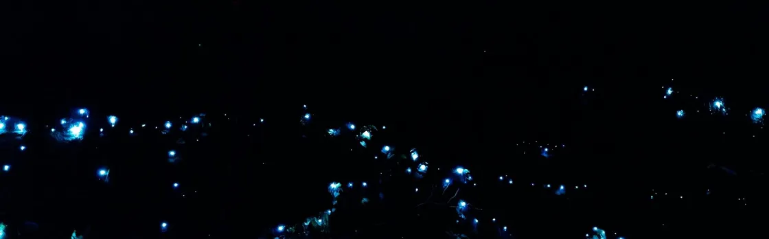 Evening rainforest and glow worm tour