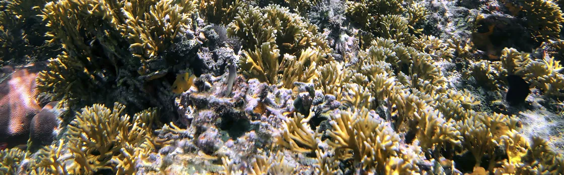 Snorkeling tour from RIU Atoll and RIU Palace Maldivas