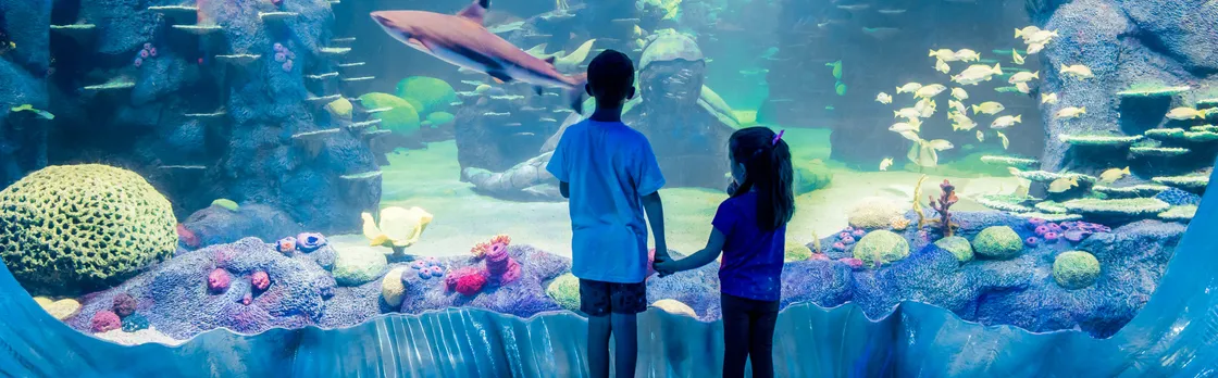 Sea Life Sydney Aquarium Tickets