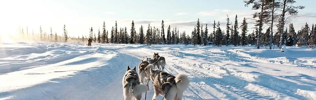 10km husky sleigh ride adventure