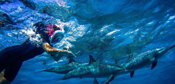 Snorkeling Trip At Satayh Dolphin Reef