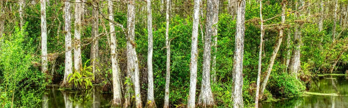 Big Cypress National Preserve Self-Guided Driving Audio Tour