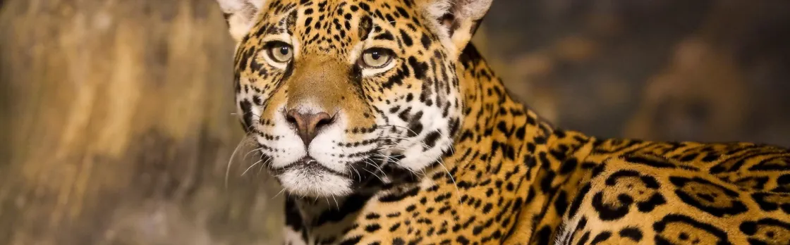 Hluhluwe Imfolozi Safari Day Tour (7)