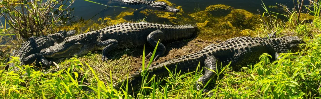 Everglades National Park nature walk & air boat ride