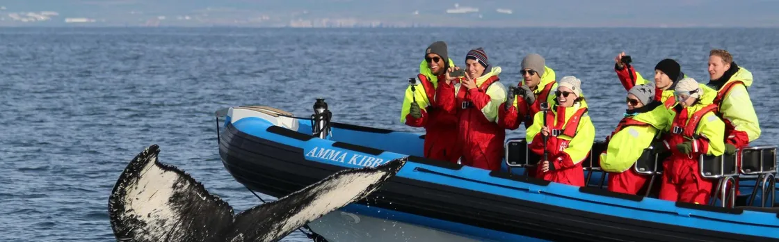 Húsavík whale safari and Puffin Island RIB boat tour