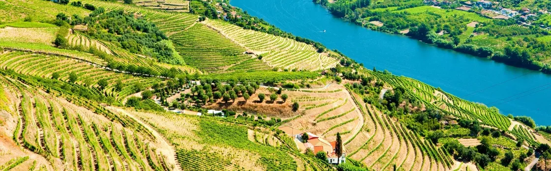 Douro Valley guided tour with wine tasting, lunch and river cruise from Porto
