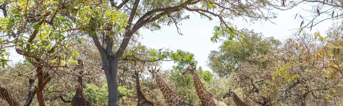 Fathala Wildlife Reserve full-day tour