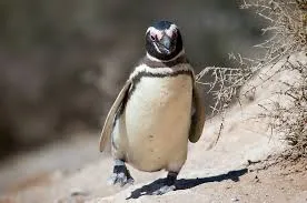 Punta Tombo Penguin Reserve - Full day tour