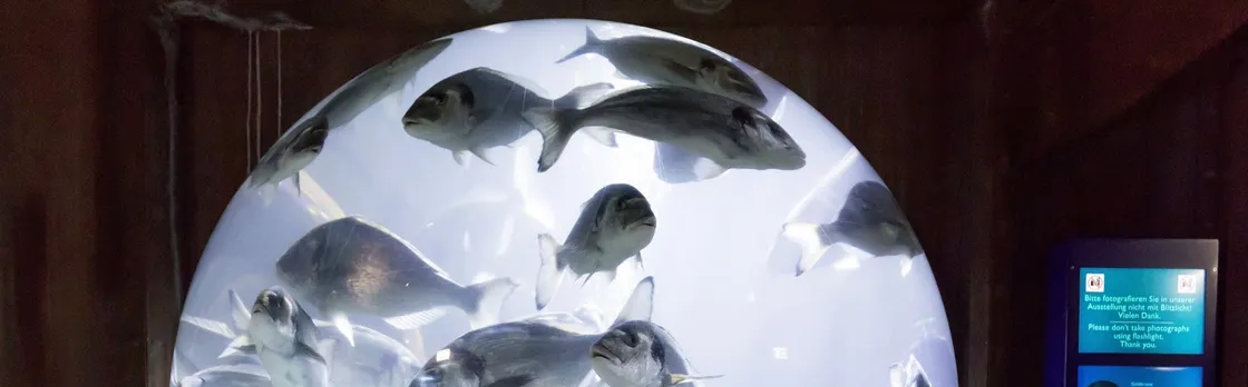 Entrance tickets to discover Speyer Sea Life aquarium