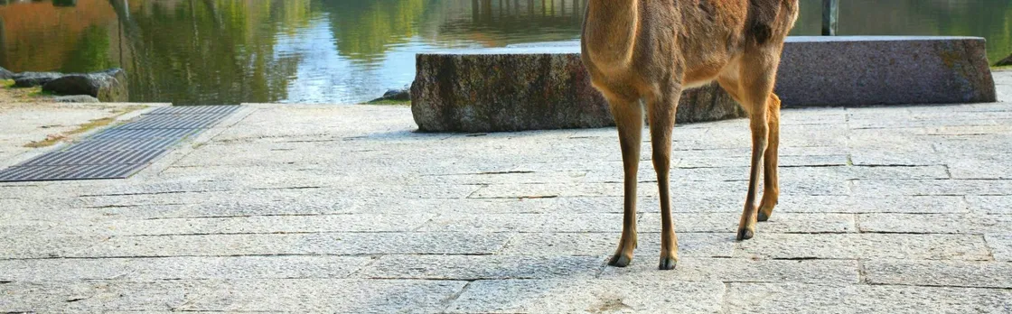 Himeji, Nara and Kobe full-day tour from Osaka
