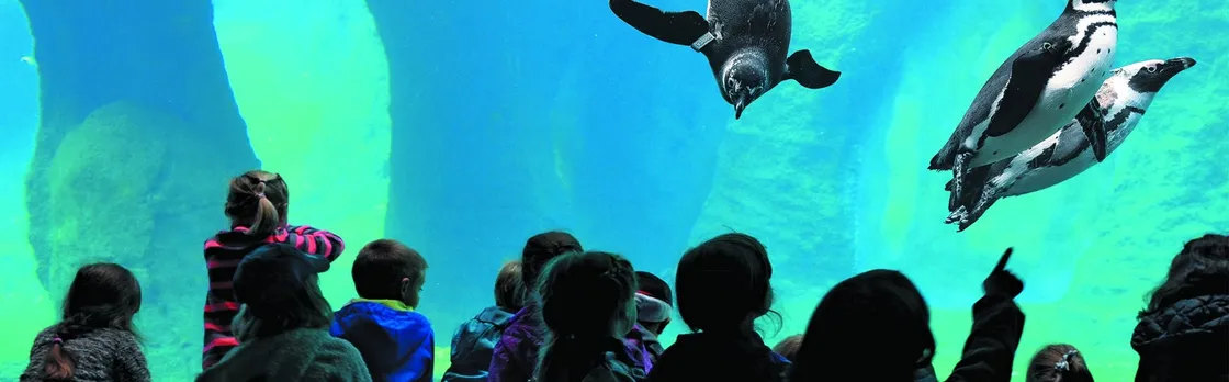 Wroclaw ZOO and Africarium entrance ticket