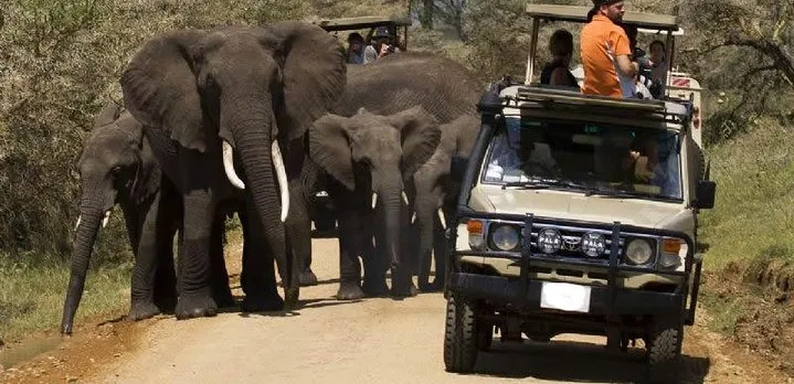 4-Day Tanzania Camping Safari to Lake Manyara, Serengeti, and Ngorongoro Crater