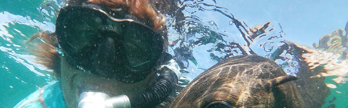 Swim with seals in Plettenberg Bay