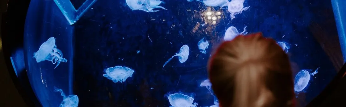 Sea Life Brighton entrance tickets