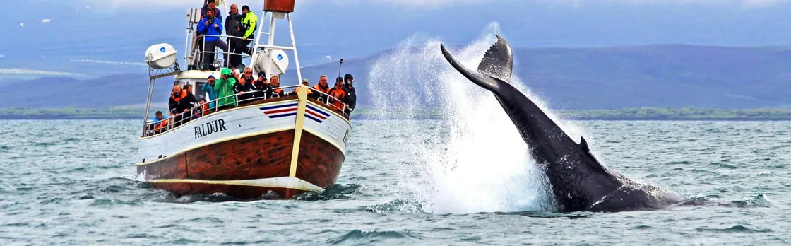 Whale Watching in Husavik