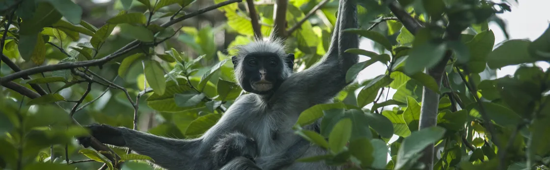 Zanzibar Jozani Forest private tour