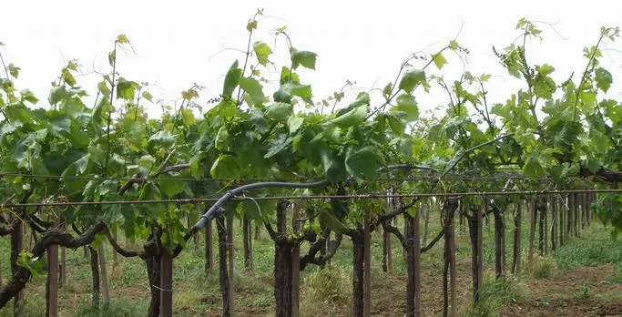 Wine tasting tour on the slopes of Vesuvius