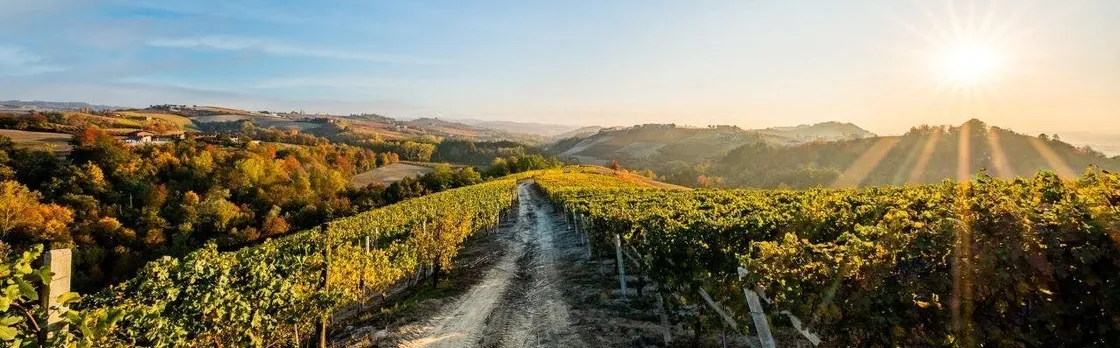 Langhe's wine tour with Nebbiolo, Barbaresco, and Barolo tasting