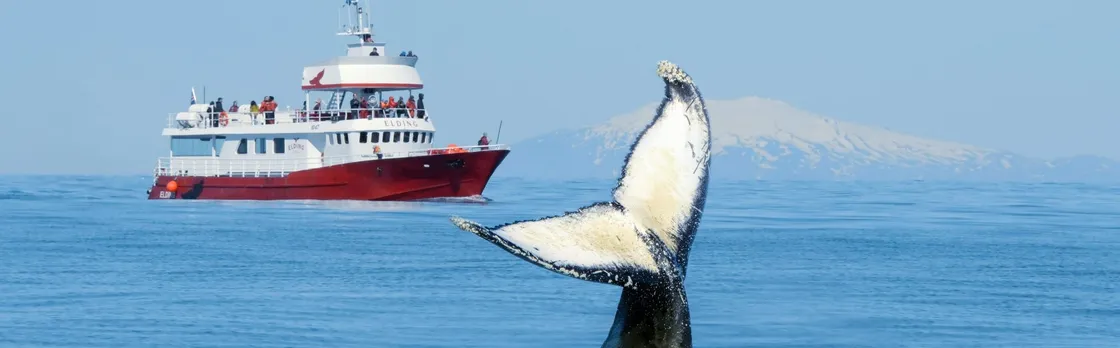Classic whale watching tour in Reykjavík