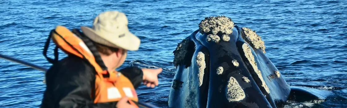 Peninsula Valdes and Whale Watching Tour from Puerto Madryn