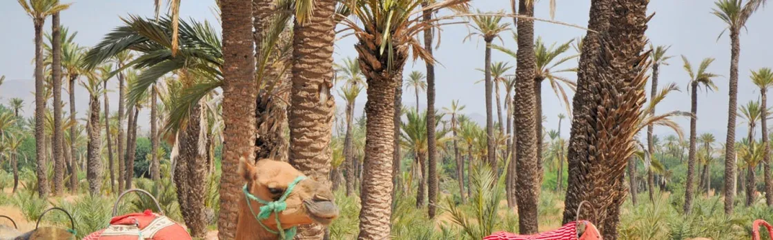 Camel ride in Marrakech Palm Grove