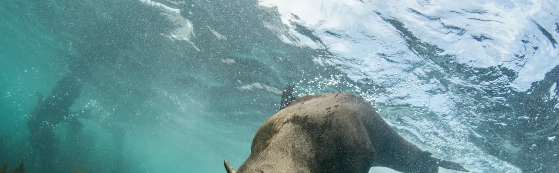 Seal viewing tour in Plettenberg Bay