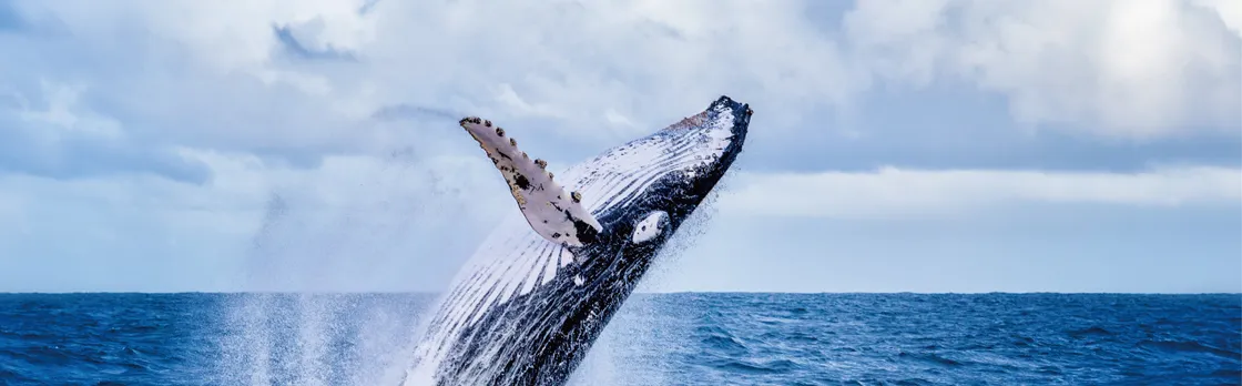 Whale watching experience